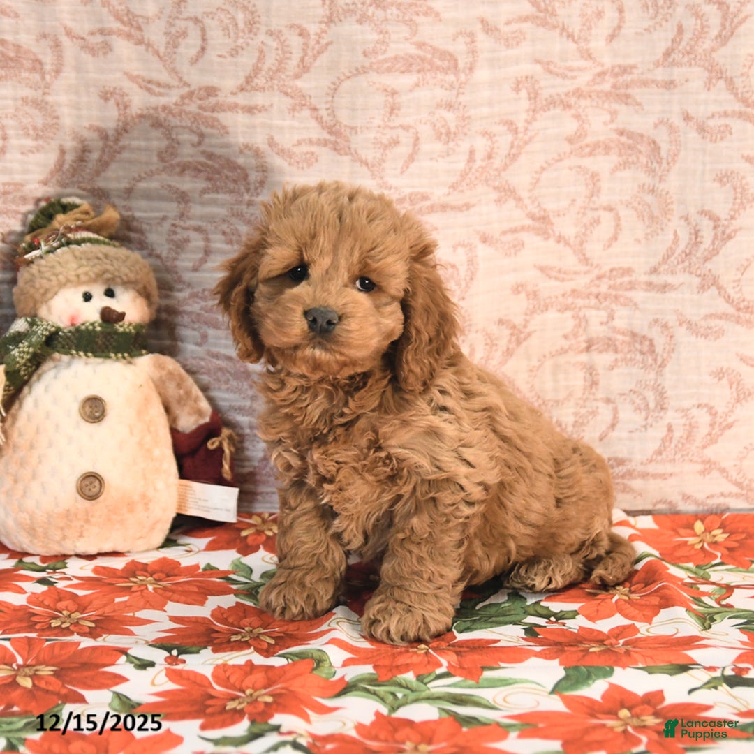 Cockapoo dogs for sale: Jason - Ad 3