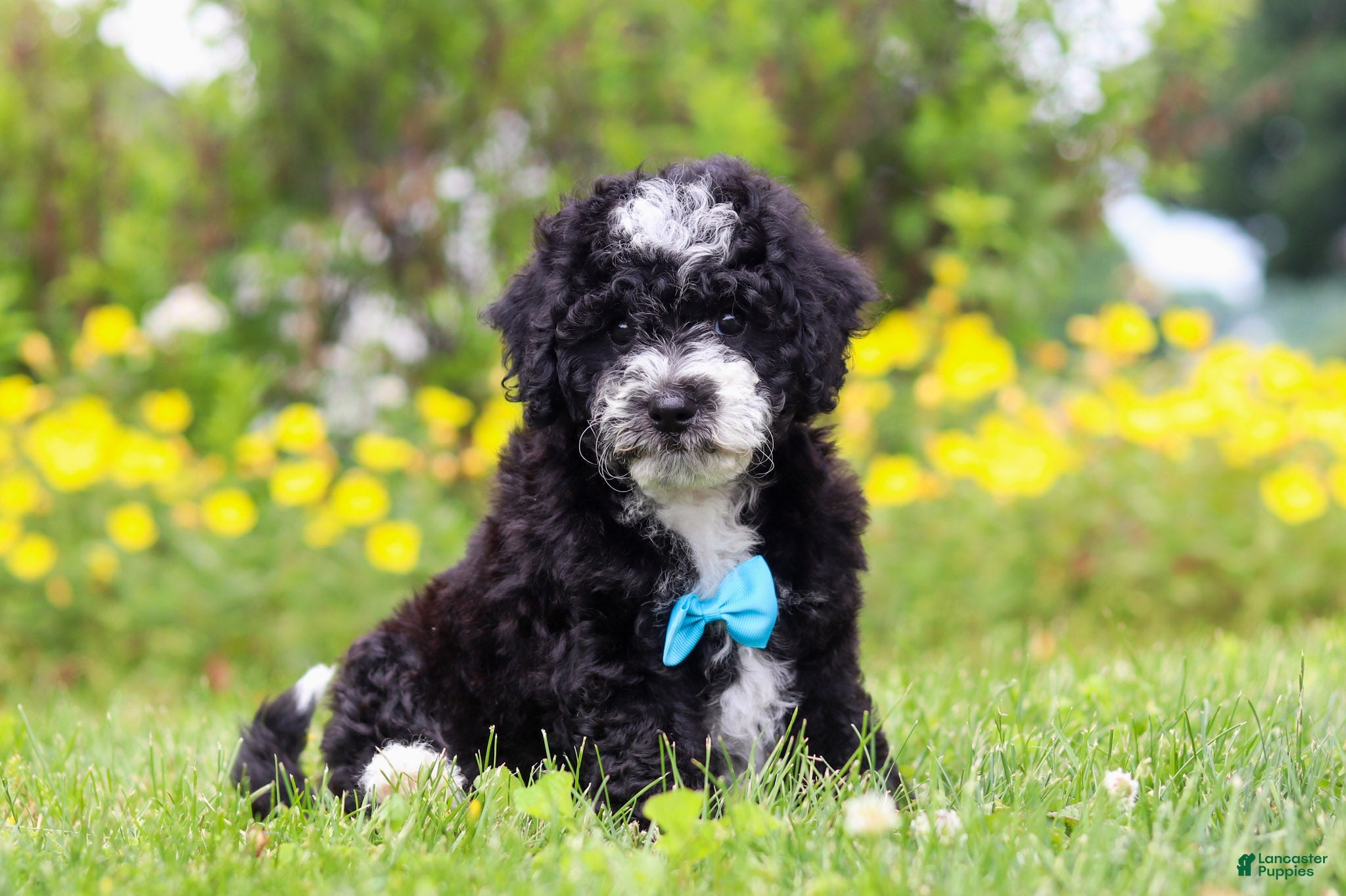 Mini Bernedoodle dogs Kobe - Ad 1