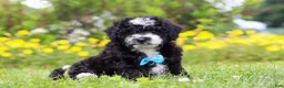 Mini Bernedoodle dogs for sale: Kobe - Ad 1