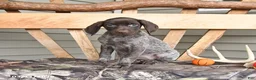 German Shorthaired Pointer dogs for sale: Wanda - Ad 3