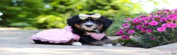 Mini Bernedoodle dogs for sale: Phoebe - Ad 1