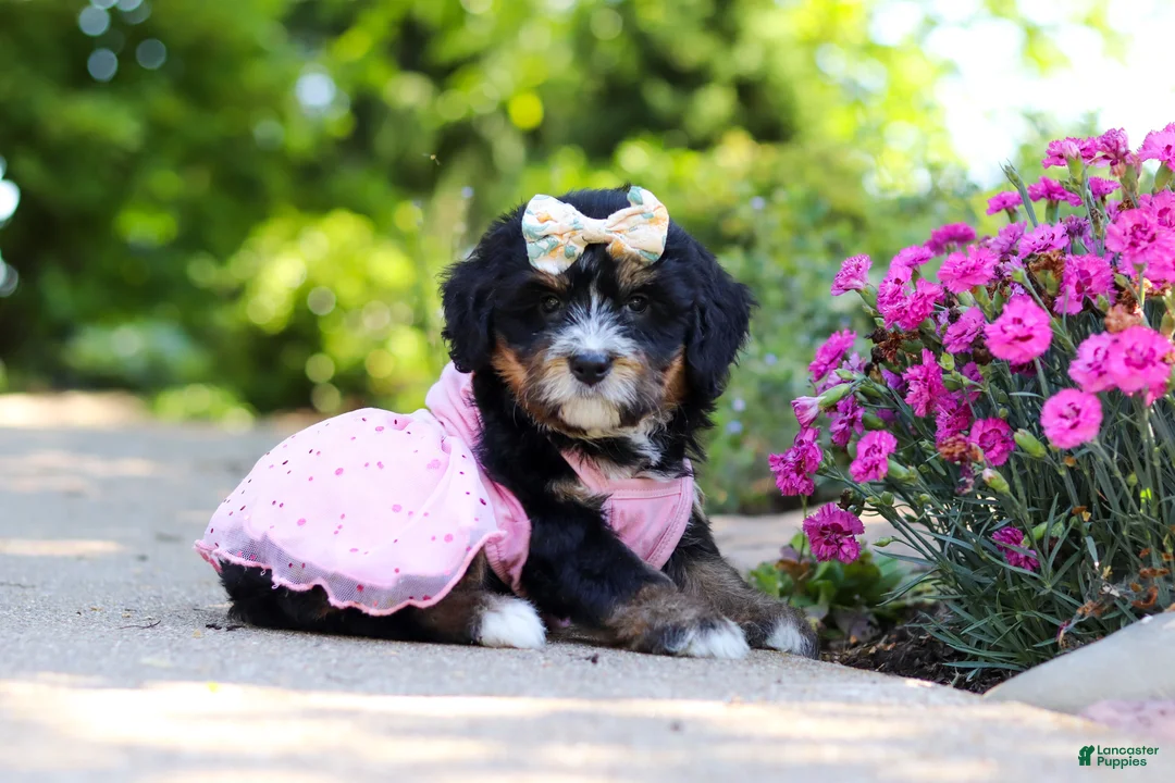 Mini Bernedoodle dogs for sale: Phoebe - Ad 1