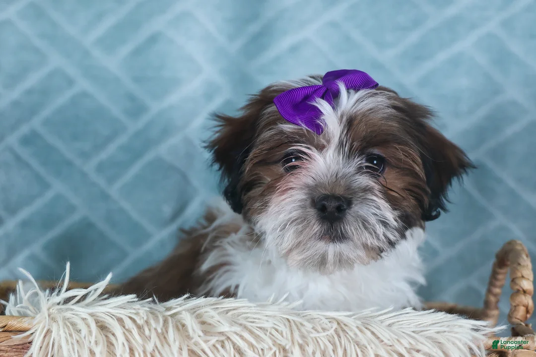 Teddy Bear dogs for sale: GINGER - Ad 12