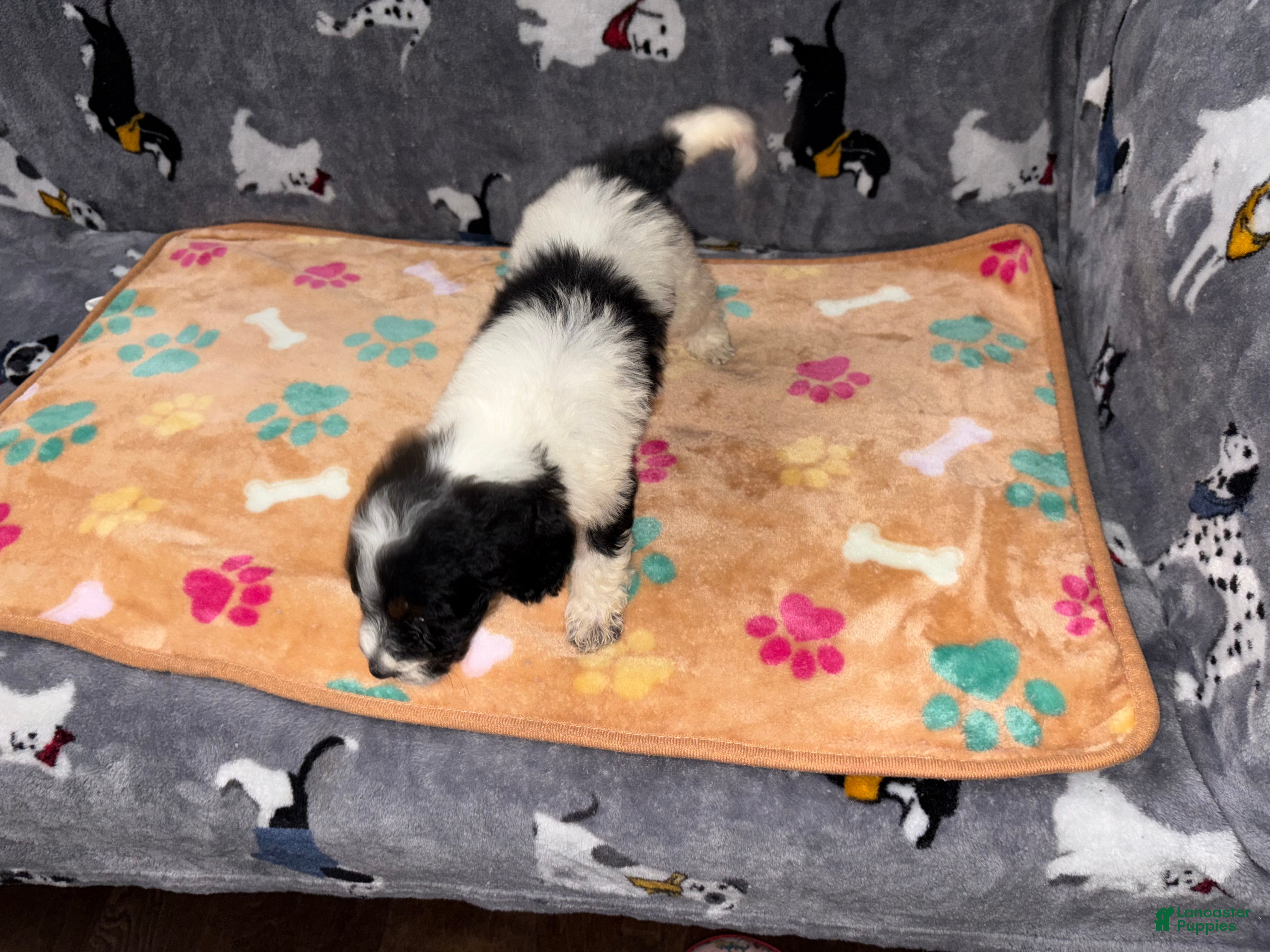 Labradoodle dogs Snicker - Ad 9