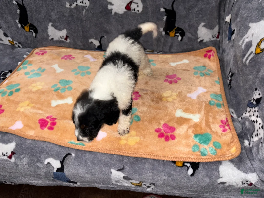 Labradoodle dogs for sale: Snicker - Ad 1