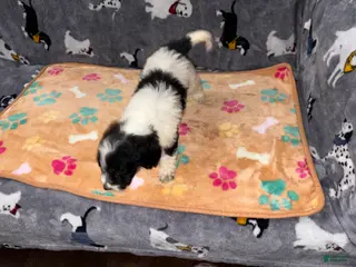 Labradoodle dogs Snicker - Ad 9