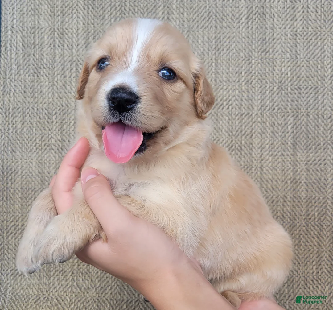 Australian Shepherd dogs for sale: Princess - Ad 1