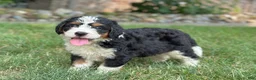 Mini Bernedoodle dogs for sale: Bennie - Ad 3