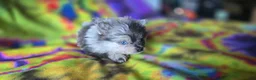 Pomeranian dogs for sale: Xavier Teacup  - Ad 6