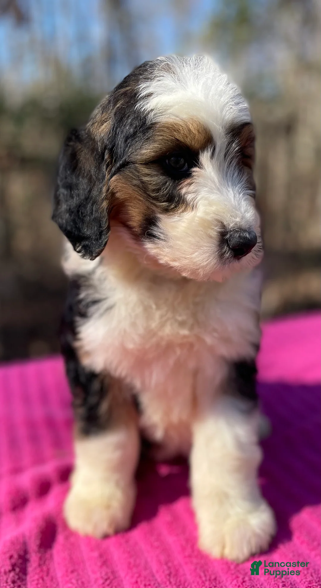 Bernedoodle dogs for sale: Faye - Ad 1