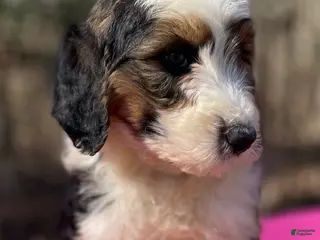 Bernedoodle dogs Faye - Ad 6