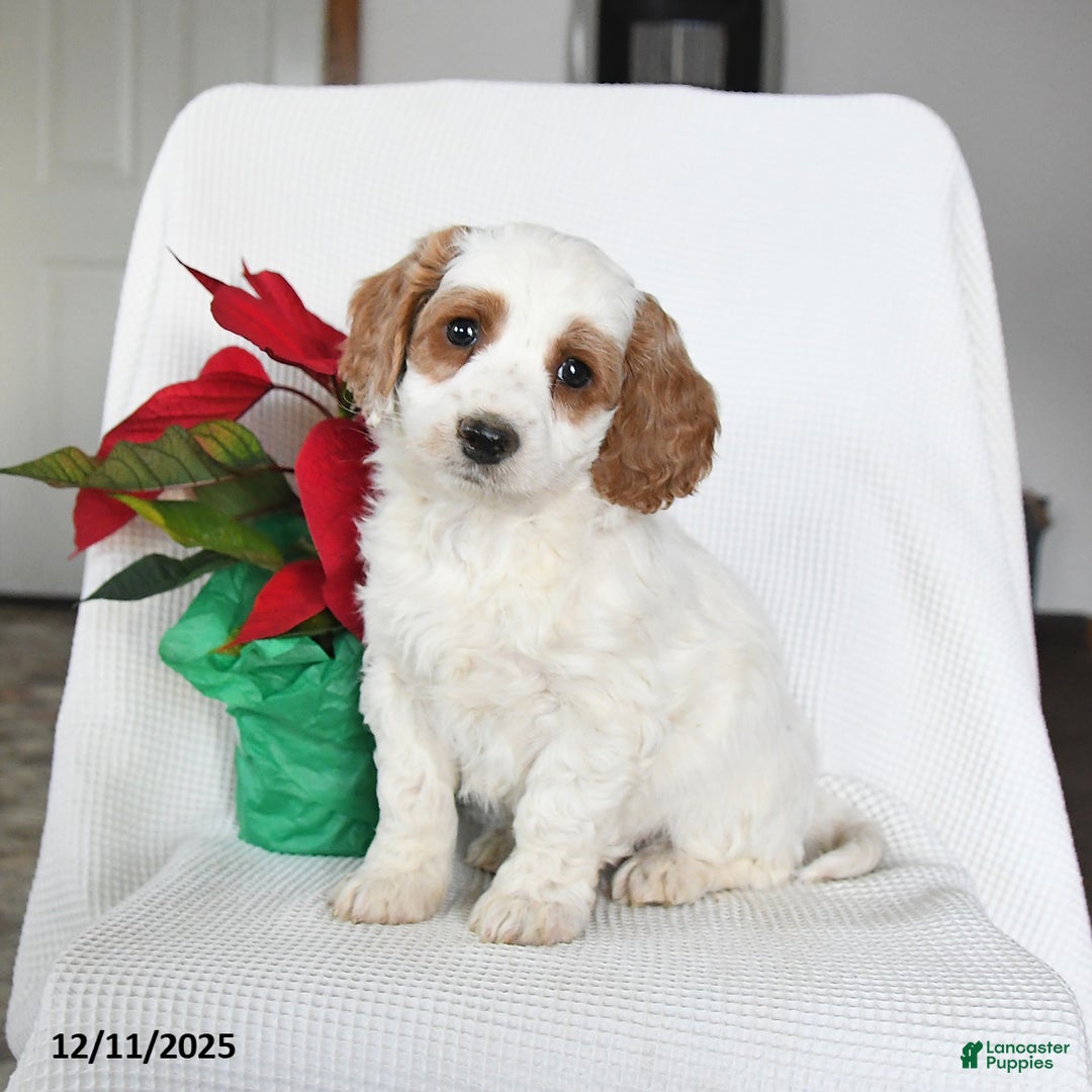 Mini Goldendoodle dogs for sale: Panda - Ad 2