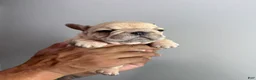 French Bulldog dogs for sale: French Bulldog 2 - Ad 3