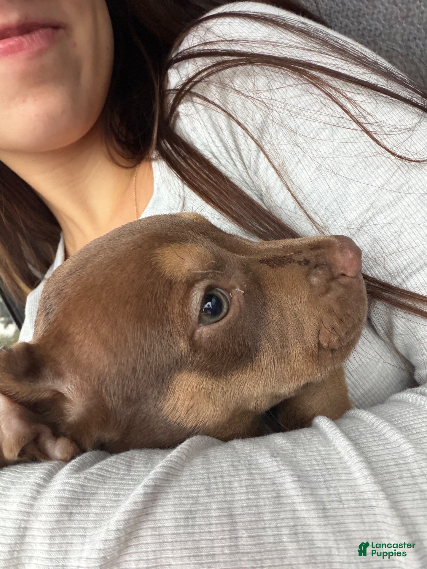 American Pit Bull Terrier dogs American Pit Bull Terrier  - Ad 3