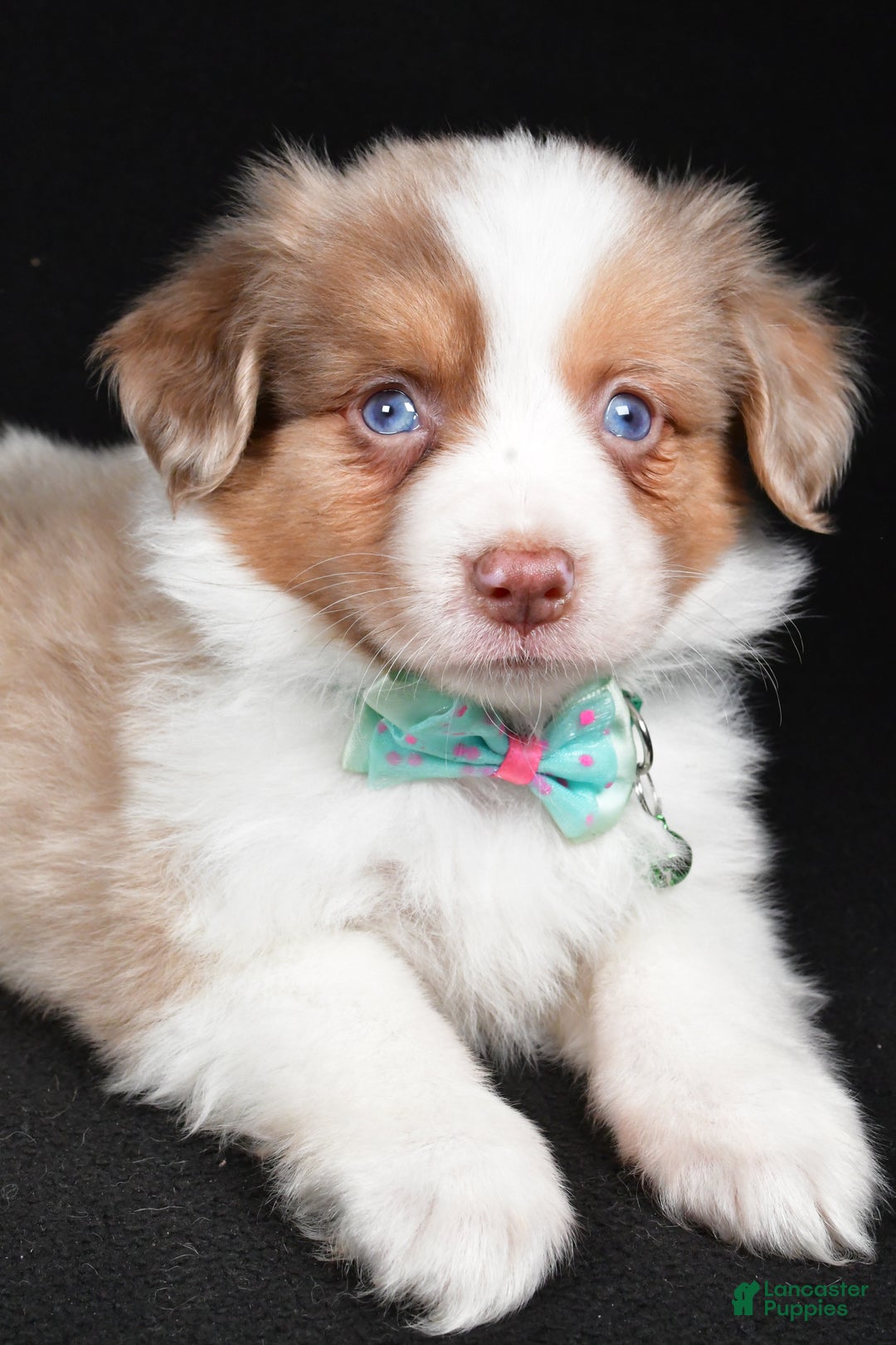 Mini Aussiedoodle dogs for sale: Snickers - Ad 3