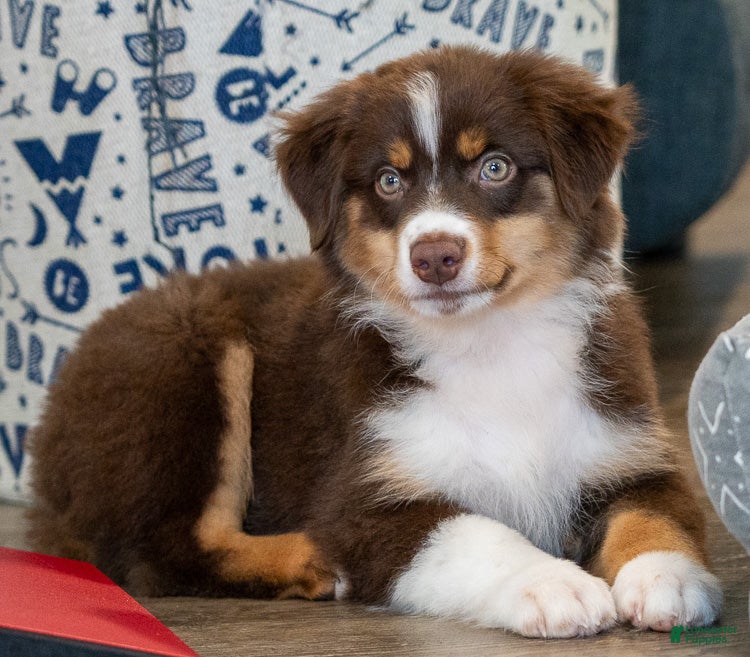 Miniature Australian Shepherd dogs Rocky - Ad 2