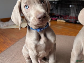 Weimaraner dogs Pacer - Ad 5
