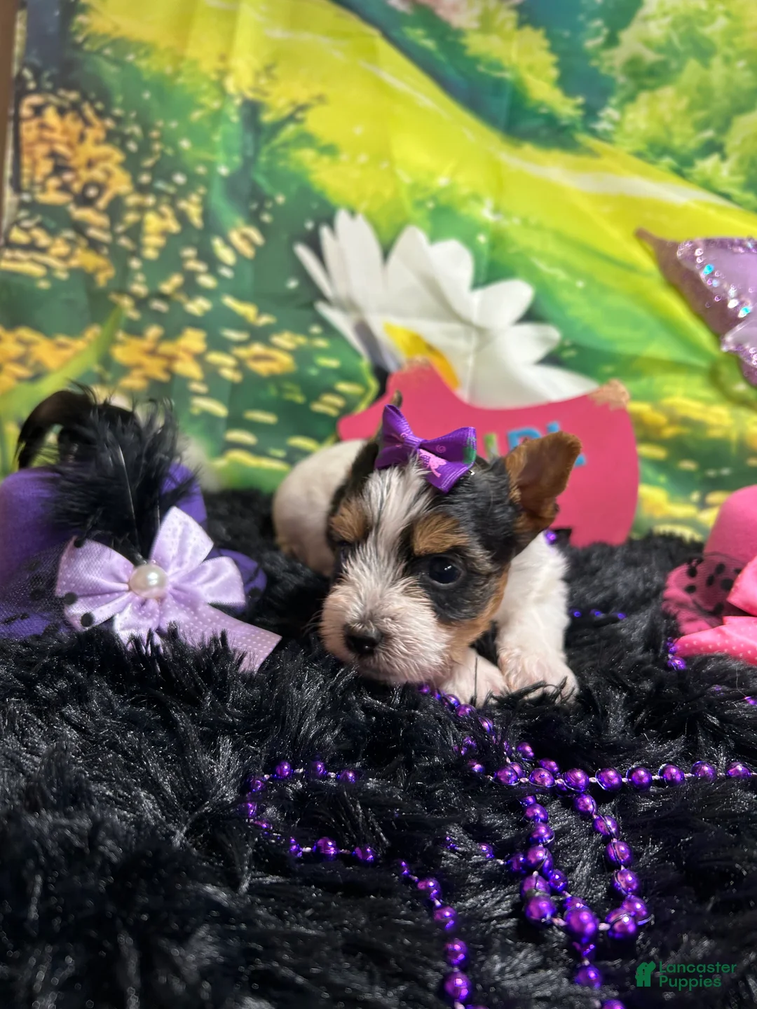 Yorkshire Terrier dogs for sale: Yorkshire Terrier Puppy 3 - Ad 2