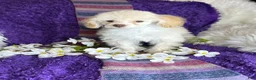 Toy Poodle dogs for sale: Rosemary - Ad 2
