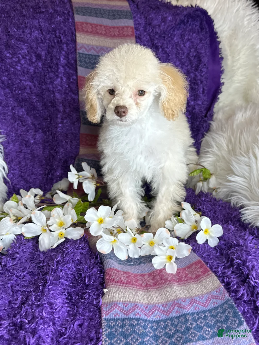 Toy Poodle dogs for sale: Rosemary - Ad 2