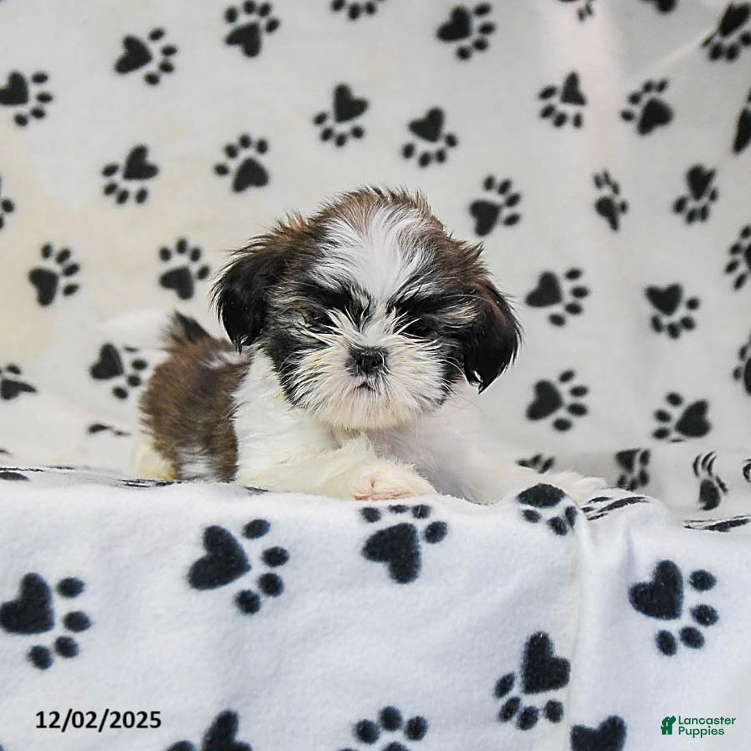 Shih Tzu dogs for sale: Paige - Ad 3