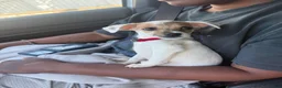 Jack Chi dogs for sale: Baker - Ad 2