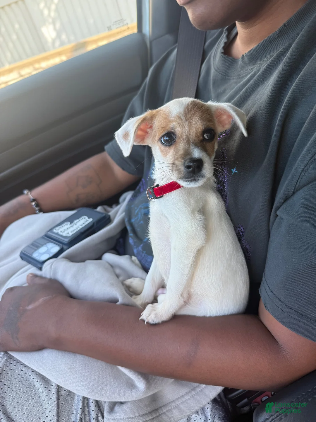 Jack Chi dogs for sale: Baker - Ad 2