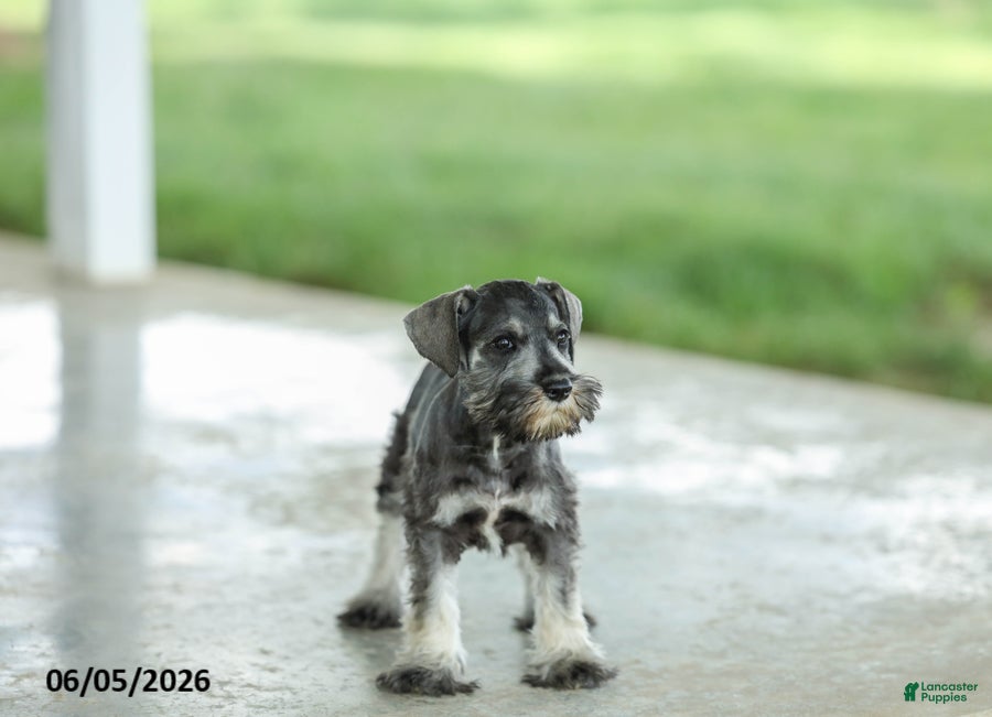 Miniature Schnauzer dogs Francis - Ad 2
