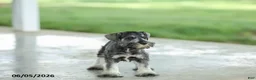 Miniature Schnauzer dogs for sale: Francis - Ad 2