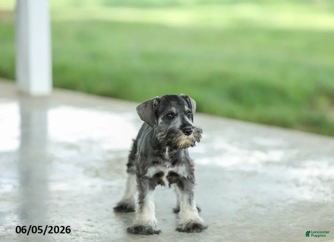 Miniature Schnauzer dogs for sale: Francis - Ad 2