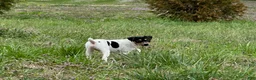 Jack Russell Terrier dogs for sale: Jack Russell Terrier Boy 2 - Ad 5