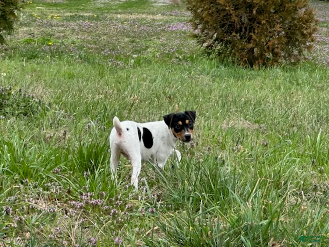 Jack Russell Terrier dogs for sale: Jack Russell Terrier Boy 2 - Ad 5