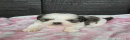 Mixed Breed dogs for sale: Shinese Lulu - Ad 3