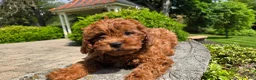 Cavapoo dogs for sale: Henry - Ad 3