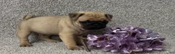 Pug dogs for sale: Danny - Ad 1