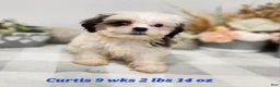 Teddy Bear dogs for sale: Curtis - Ad 24