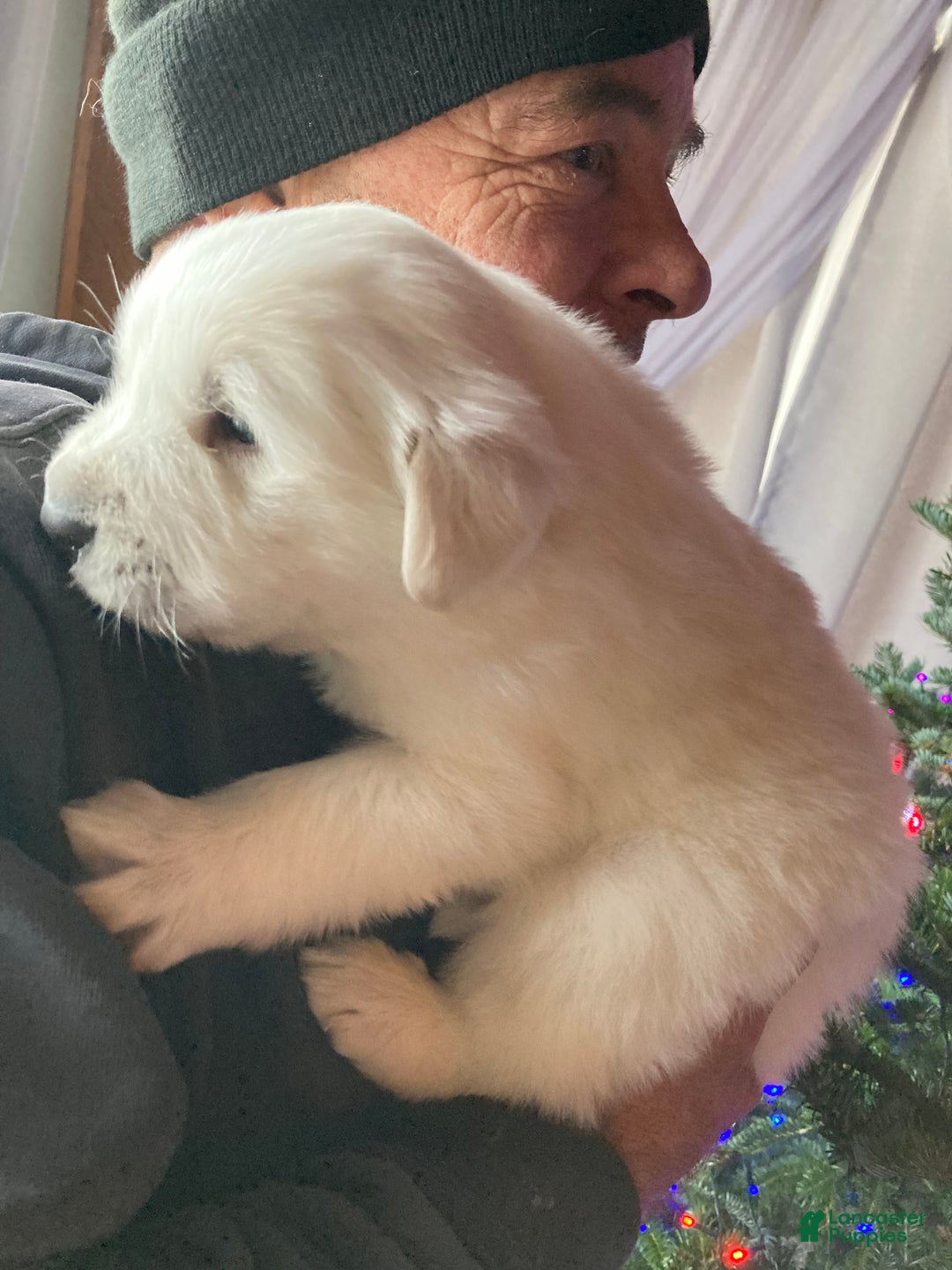 Great Pyrenees dogs for sale: Great Pyrenees Male Puppy - Orange  - Ad 5