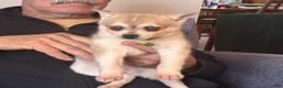 Alaskan Klee Kai dogs for sale:  Puppy 3 - Ad 8