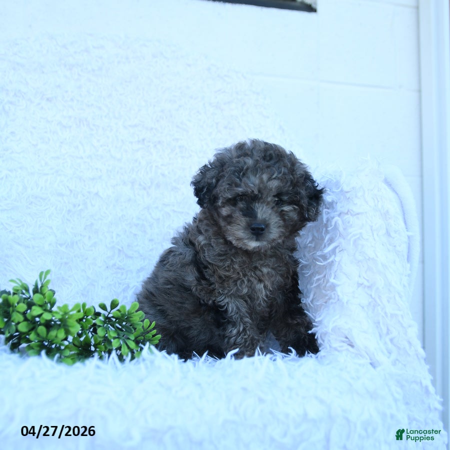 Miniature Poodle dogs Matilda - Ad 2