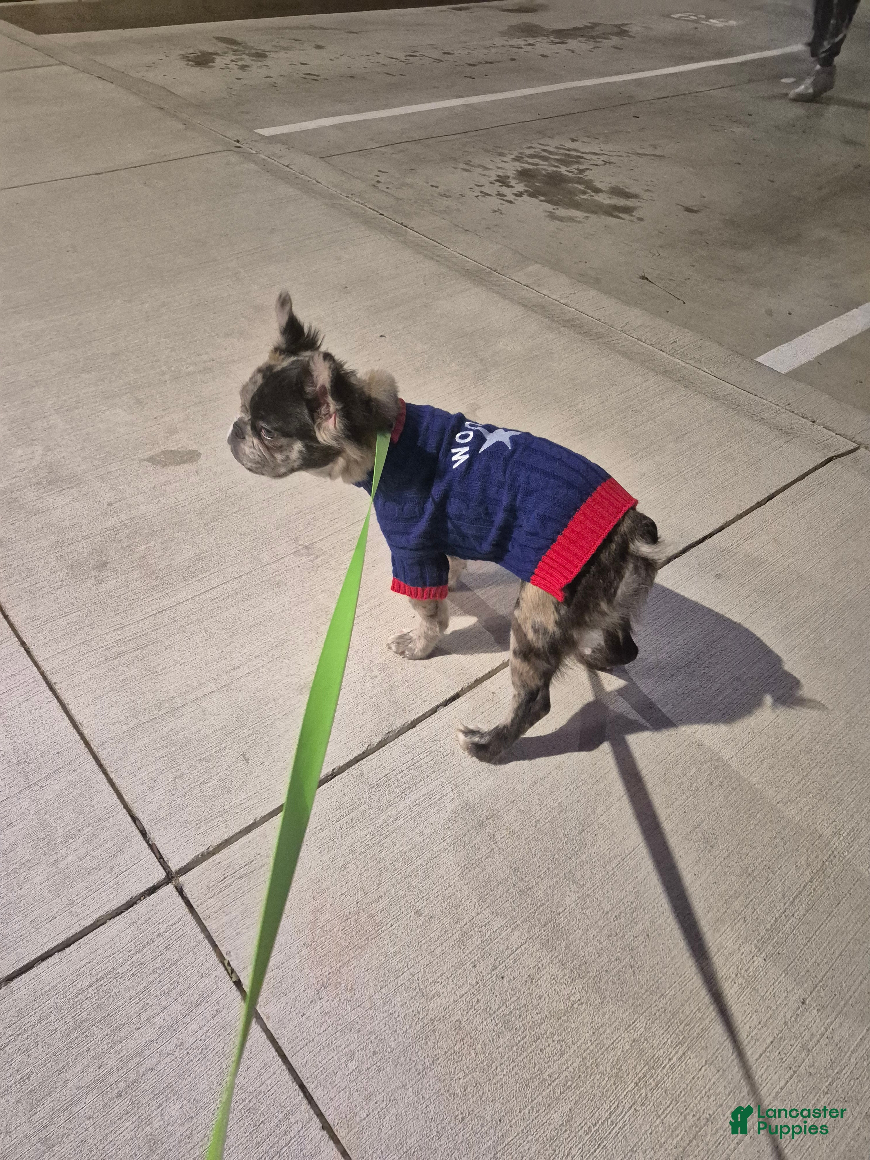 French Bulldog dogs French Bulldog 1 - Ad 29