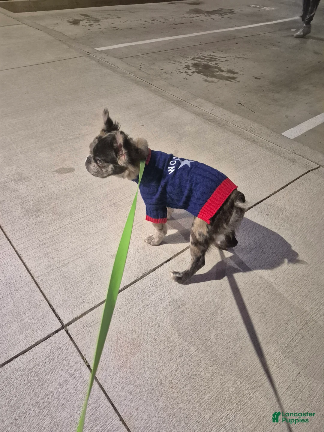 French Bulldog dogs for sale: French Bulldog 1 - Ad 1
