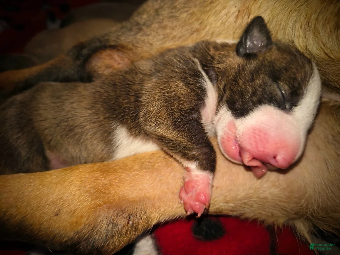 Miniature Bull Terrier dogs for sale: Miniature Bull Terrier 2 - Ad 2