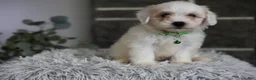Maltipoo dogs for sale: Frankie - Ad 3