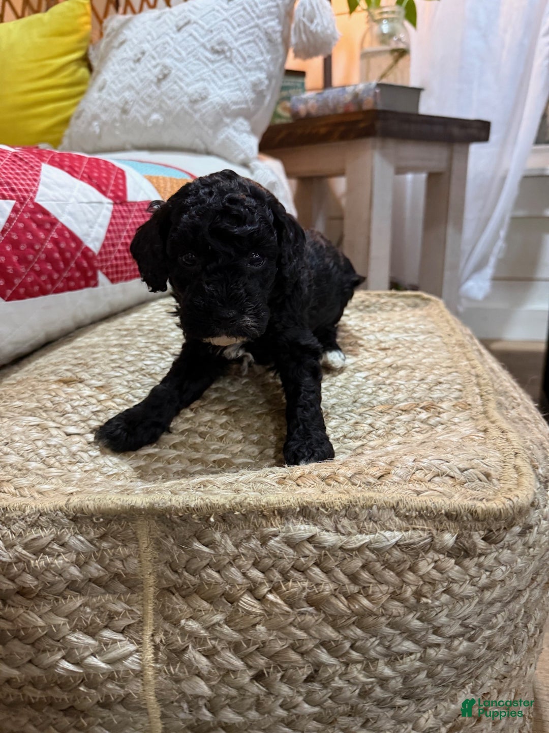 Cavapoo dogs for sale: Calvin - Ad 5