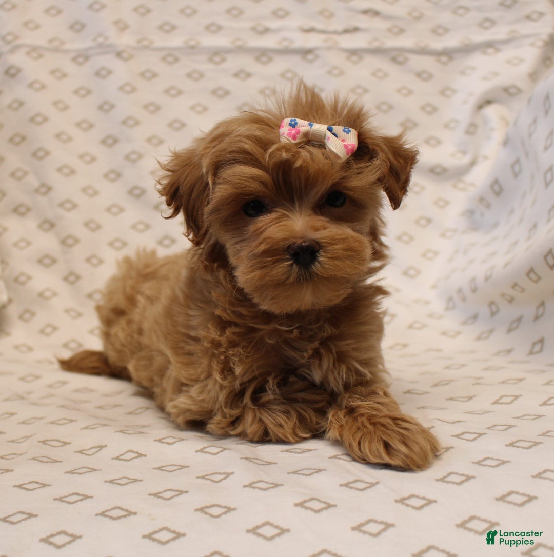 Maltipoo dogs for sale: Rosetta - Ad 4