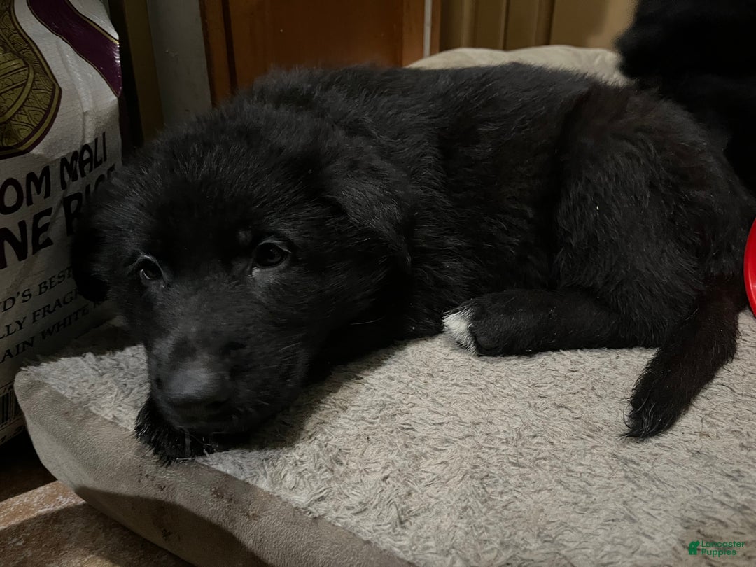 German Shepherd dogs for sale: German Shepherd Puppy 7 - Ad 1