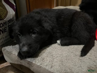 German Shepherd dogs German Shepherd Puppy 7 - Ad 38