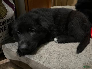 German Shepherd dogs German Shepherd Puppy 7 - Ad 28