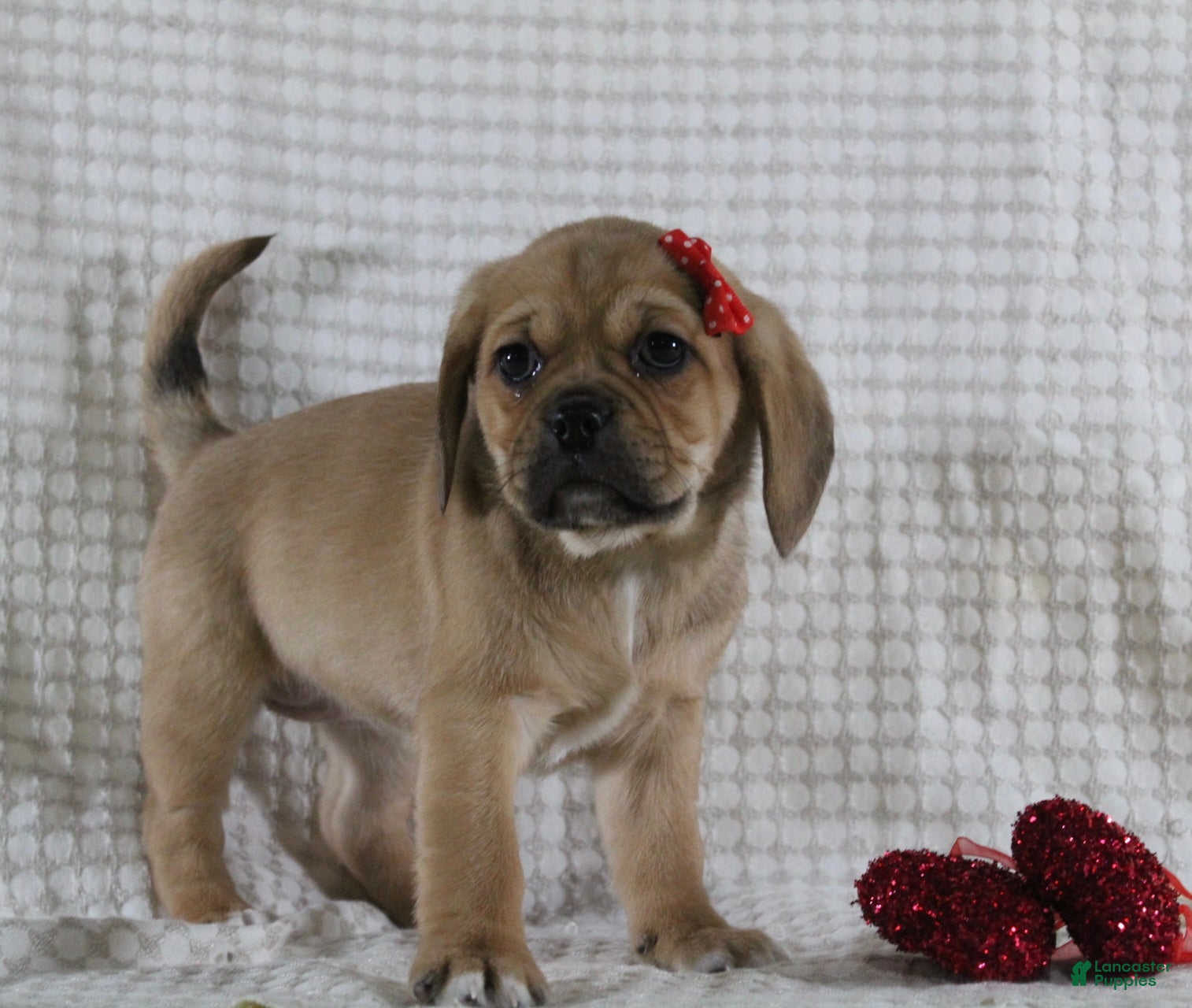 Puggle dogs Tara - Ad 2