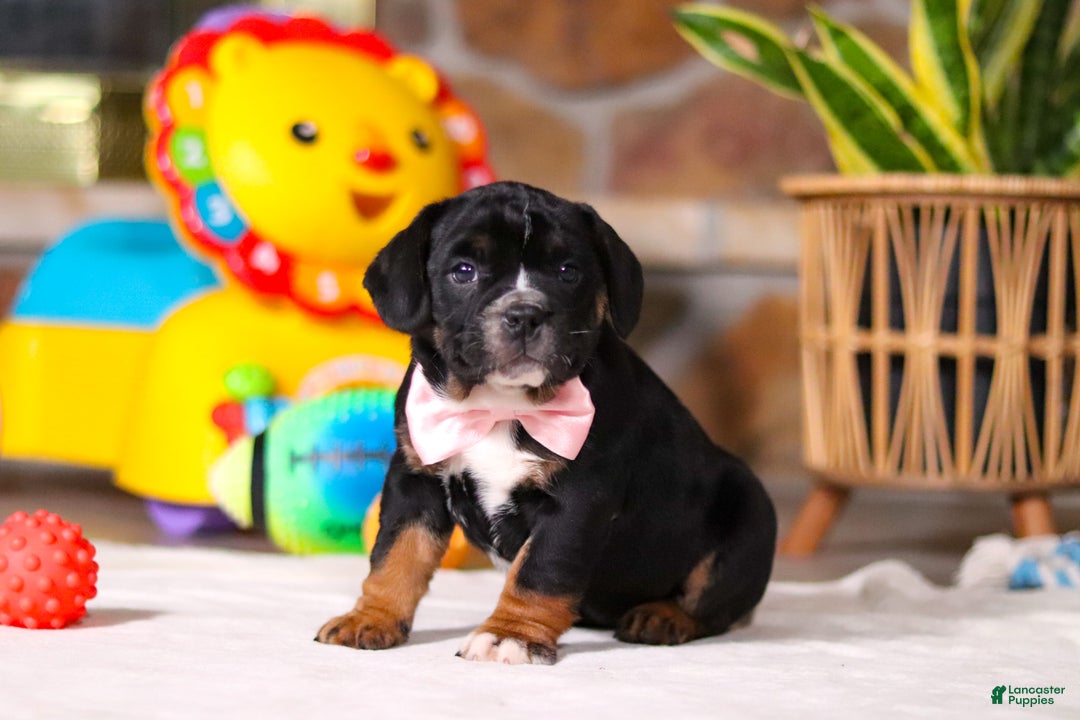 Mixed Breed dogs for sale: Faith - Ad 9